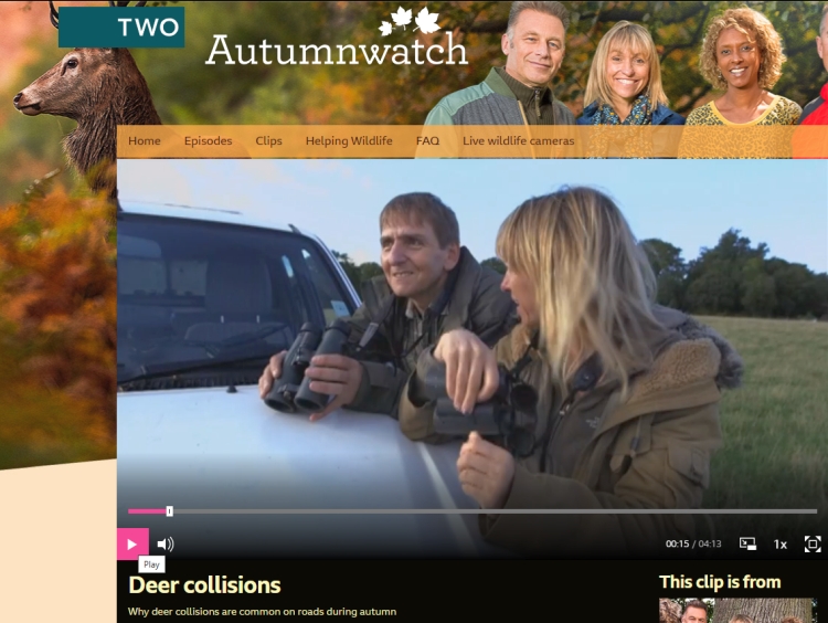 Exmoor Stag seeking shade in garden